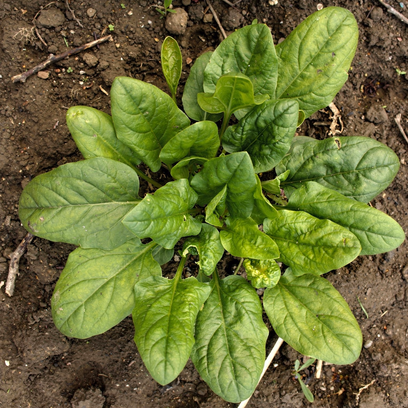 Spinacia oleracea — hero (chairman regenerate)